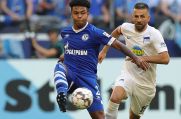 Zwei Wechselkandidaten bei Schalke: Weston McKennie könnte gehen, Vedad Ibisevic kommen (