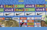 WM 2022: Katzenalarm! Streuner sorgen bei WM für viel Trubel