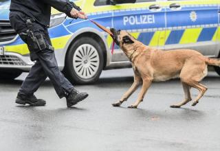 Regionalliga-Wahnsinn: 1000 Einsatzkräfte, Fans von Hunden gebissen, 155 verletzte Polizisten