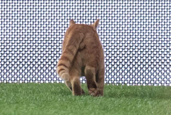 Irre: UEFA bestraft Besiktas für flitzende Katze im Stadion